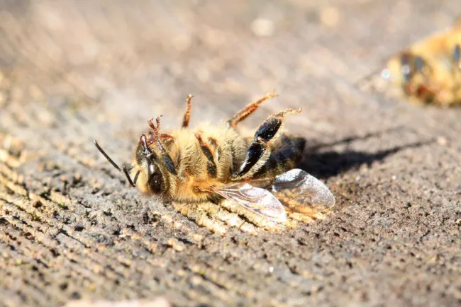 AFECTA GRAVE SEQUÍA A LAS ABEJAS