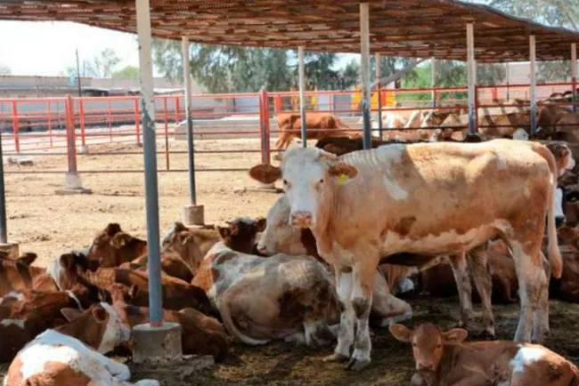 Impulsan programa para atender sequía