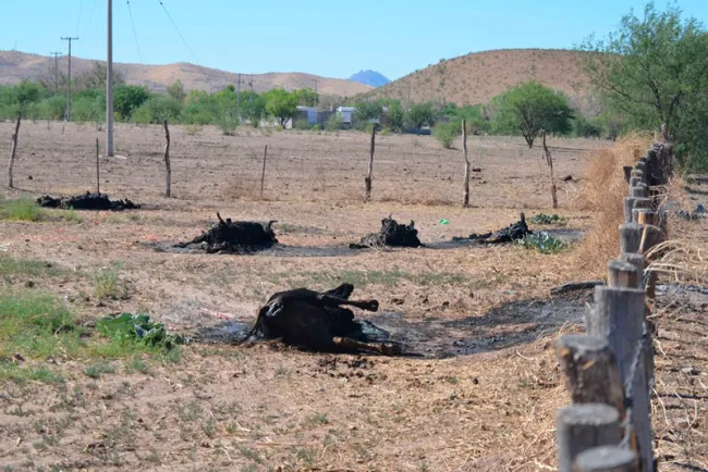 Padecen ganaderos crisis de muertes por sequía