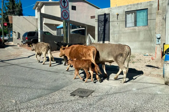 Pide la CNC investigar casos de accidentes con el ganado