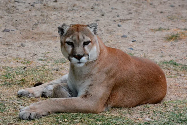Con aforo permitido, CES ya está abierto a visitantes
