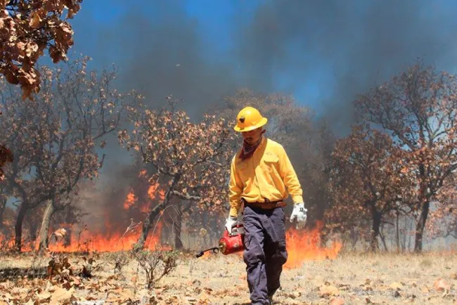 Llama Conafor evitar incendios forestales