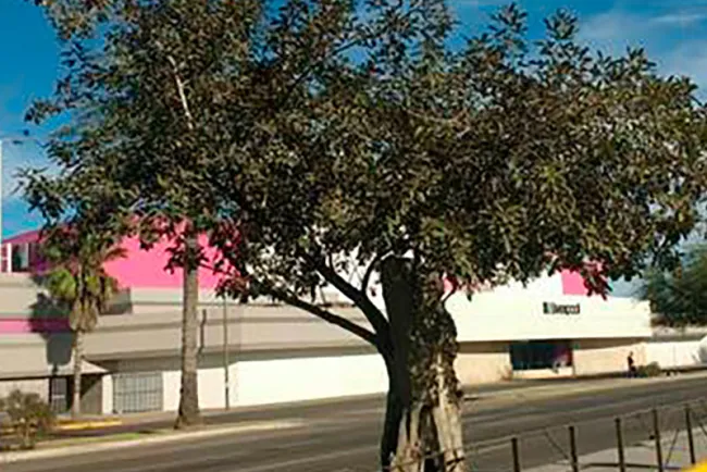 Buscan ambientalistas rescatar árbol ubicado en el Luis Encinas