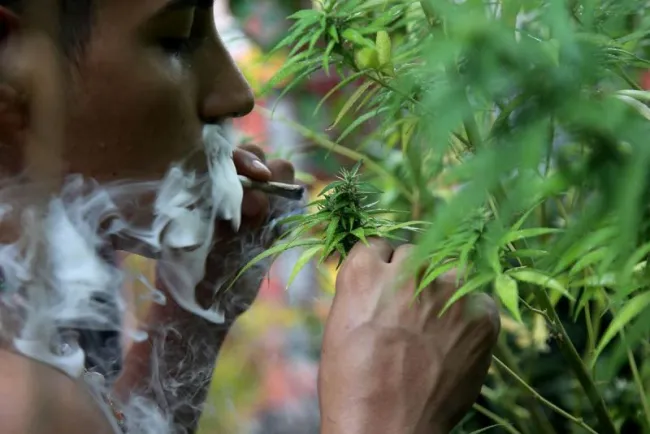 SCJN resuelve a favor el uso lúdico de la mariguana