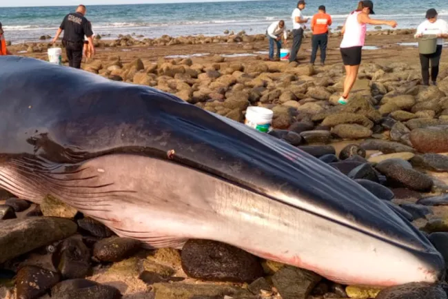 Salvan a ballena varada