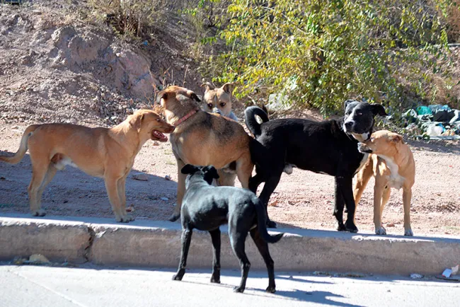 Piden denunciar maltrato animal