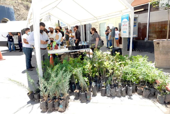 Reparten más de mil plantas