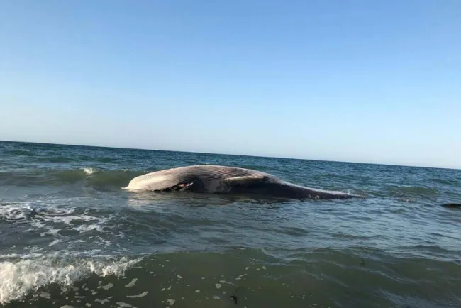 Aparece muerta ballena rescatada hace dos días en Puerto Peñasco