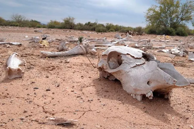 Muere ganado ante sequía