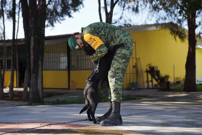 Perritos callejeros encuentran hogar gracias a militares