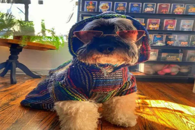 #DíaDelPerro: 20 razones para tener un perro en casa