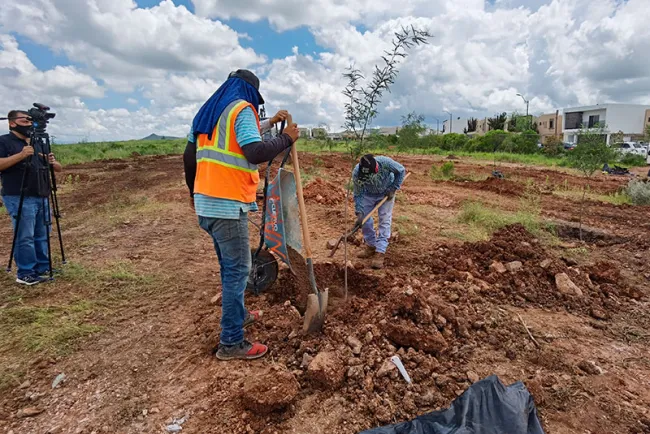 Reforestan zona de fraccionamientos