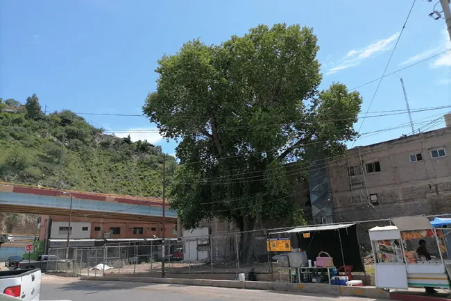 Respetará negocio el Álamo de Obregón y Díaz