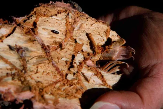 Plagas impactan 25 mil hectáreas de bosques mexicanos