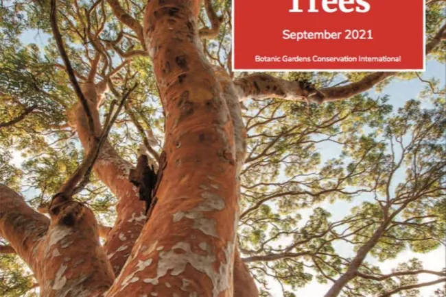 3 de cada 10 especies de árboles en México se encuentran en peligro de extinción