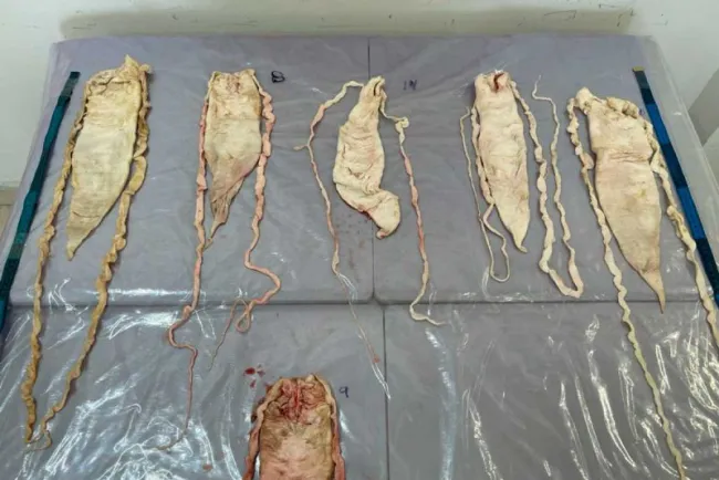 Multan a 2 personas con 14 mdp por tráfico de totoaba