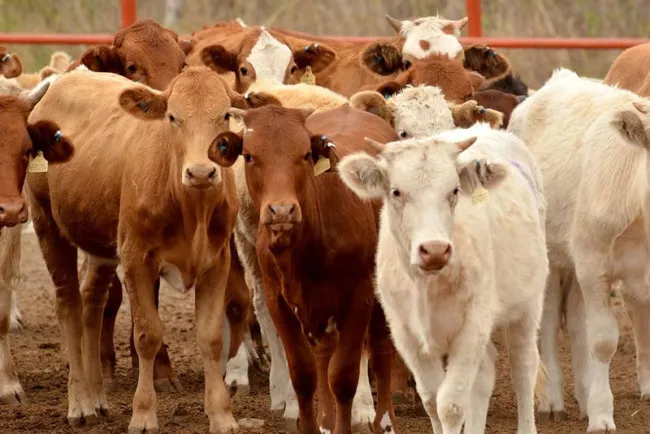 Cierra ciclo ganadero con caída en exportación