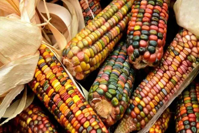 Corte mantiene suspensión contra siembra de maíz transgénico