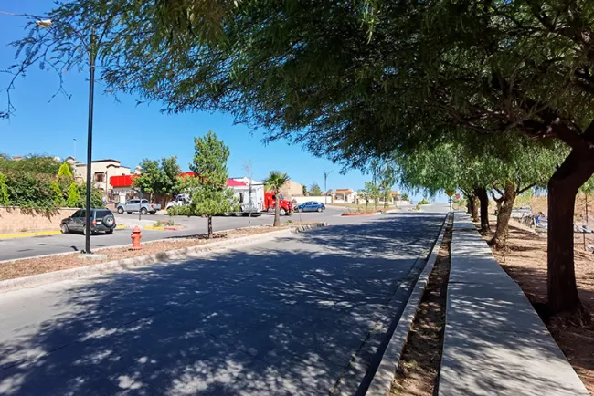 Verifican re forestación de especies vegetales