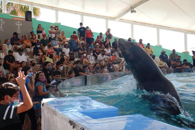 Celebra Delfinario 15 años llevando esperanza a familias