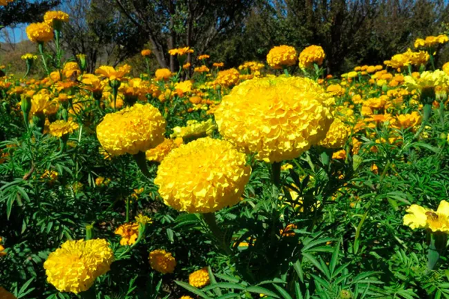 Flores de cempasúchil, más que una tradición