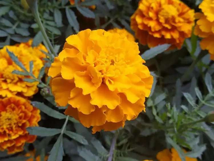 ¿Sabías que el cempasúchil se usa como repelente de insectos, bactericida y medicina?