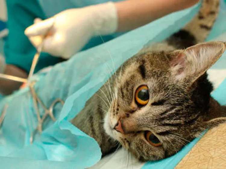 Promueven jornada masiva de castración de mascotas