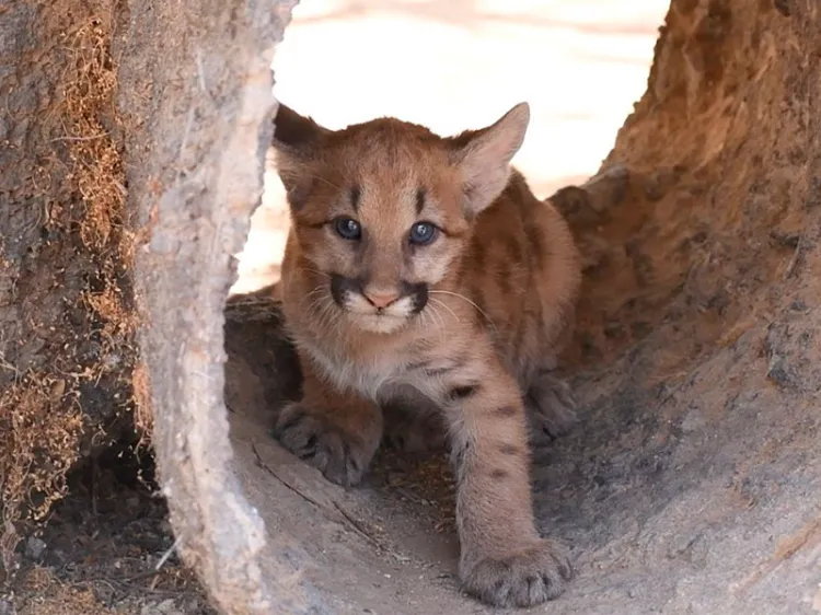 Nacen pumas en el Centro Ecológico