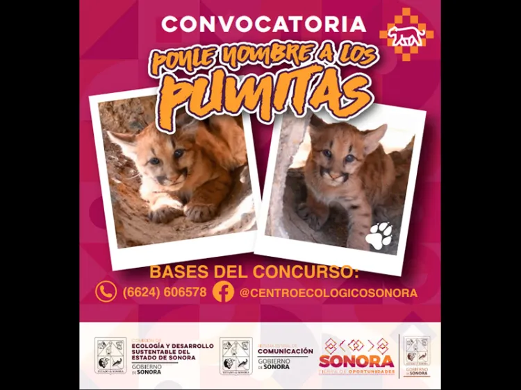 El Centro Ecológico lanza la convocatoria “Ponle nombre a los pumitas”