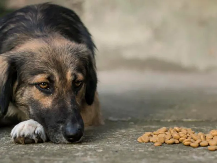 Urge alimento para perros de Miguel Alemán: Araiza