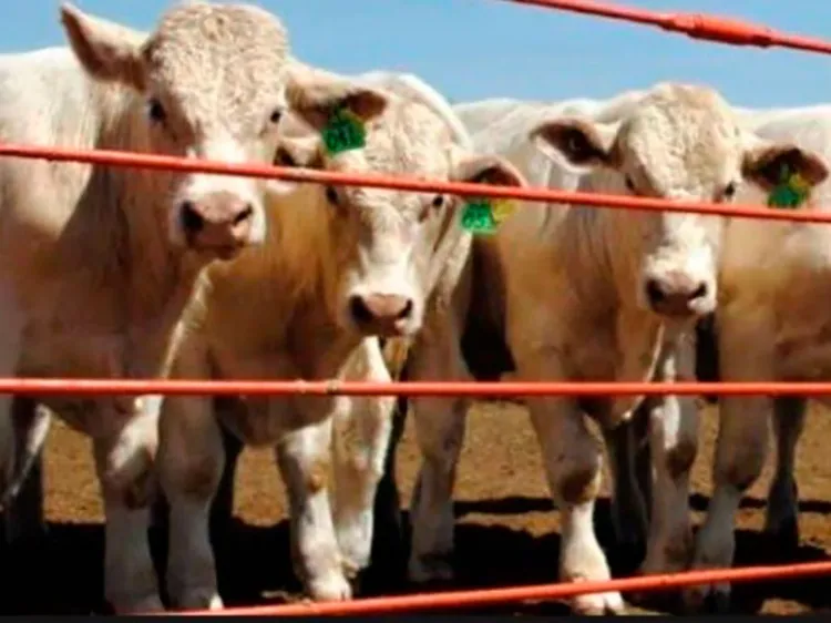 Exportación de ganado cerrará con caída