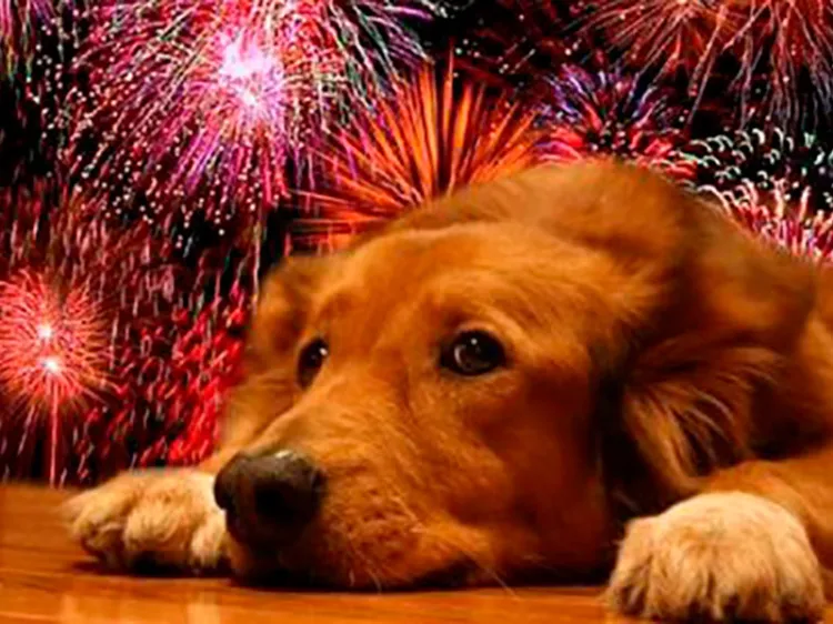 Afecta pirotecnia a mascotas, llaman a protegerlas