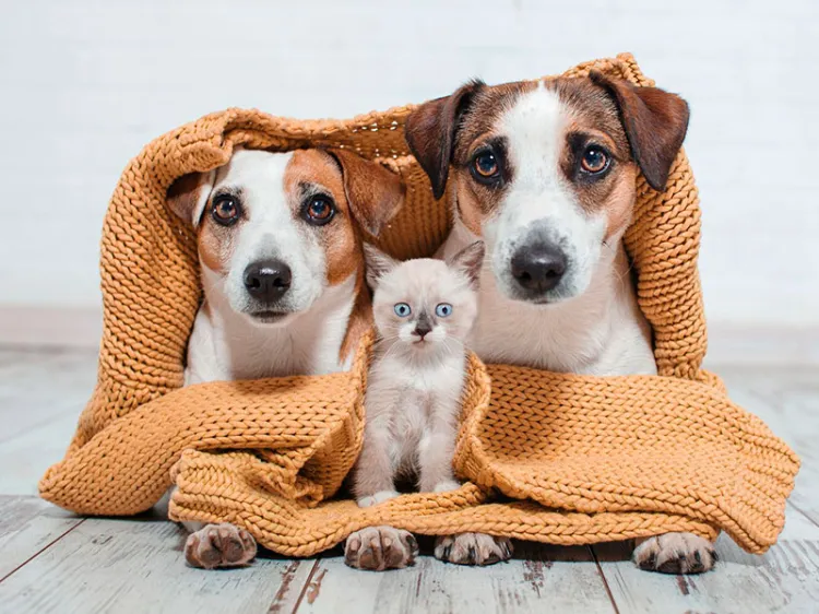 Instan al cuidado de mascotas ante el frío