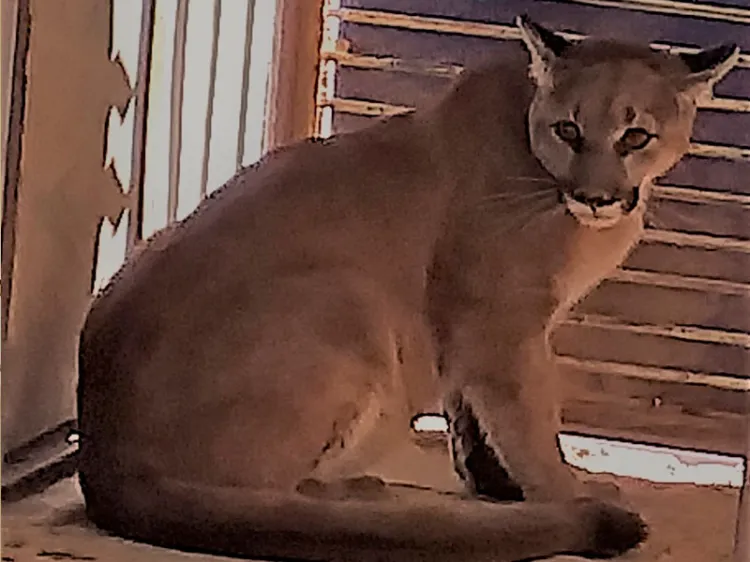 Llega Nala, nueva inquilina del Centro Ecológico