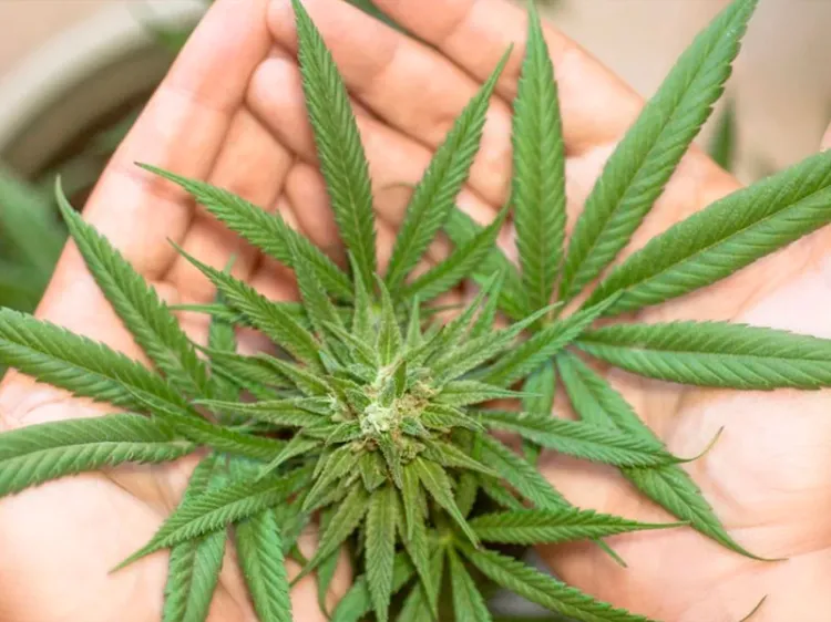 Cannabis sin agentes psicoactivos resulta efectiva para bloquear COVID de células humanas