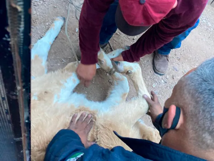 Cae vaca en parte posterior de vivienda