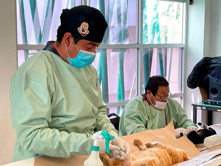 Esterilizan a cien mascotas en campaña de castración