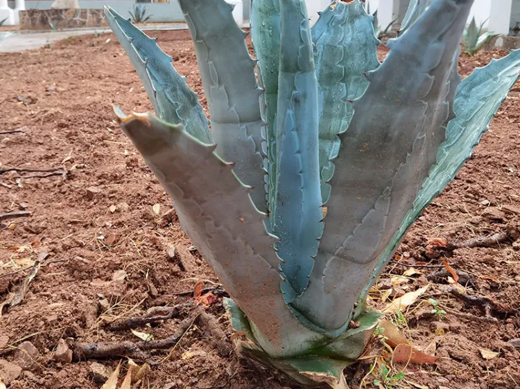 Instalan modelo botánico