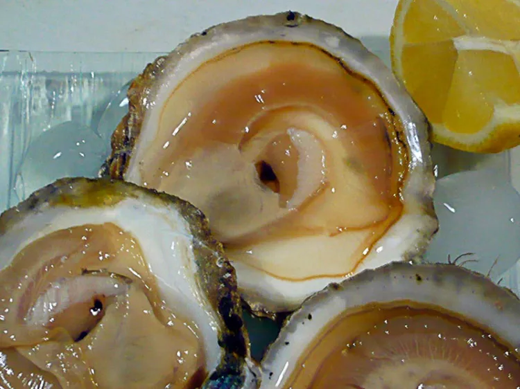 Piden no consumir moluscos del estero en Peñasco