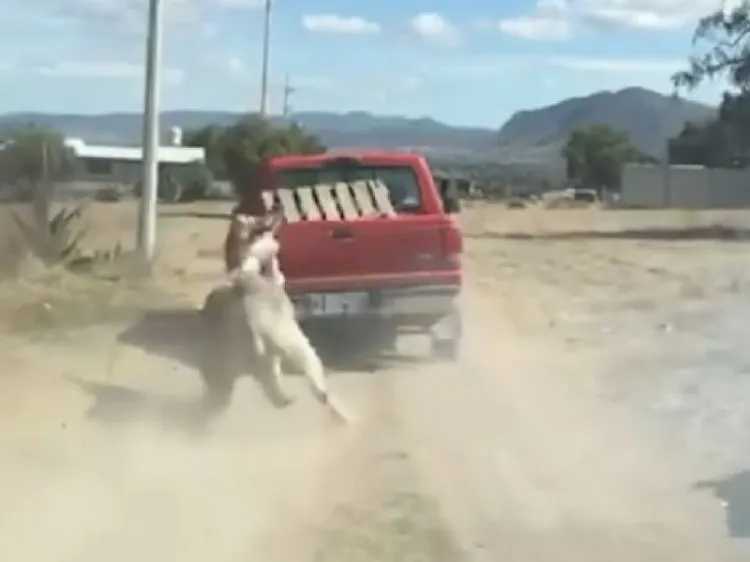 En Hidalgo, amarran a burro a camioneta y lo arrastran; abren investigación
