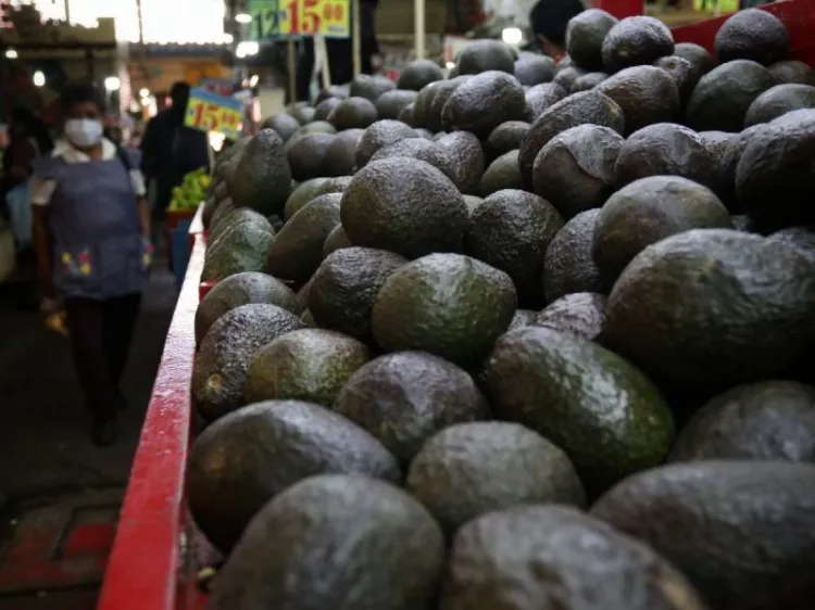 EU reactiva importación de aguacate mexicano