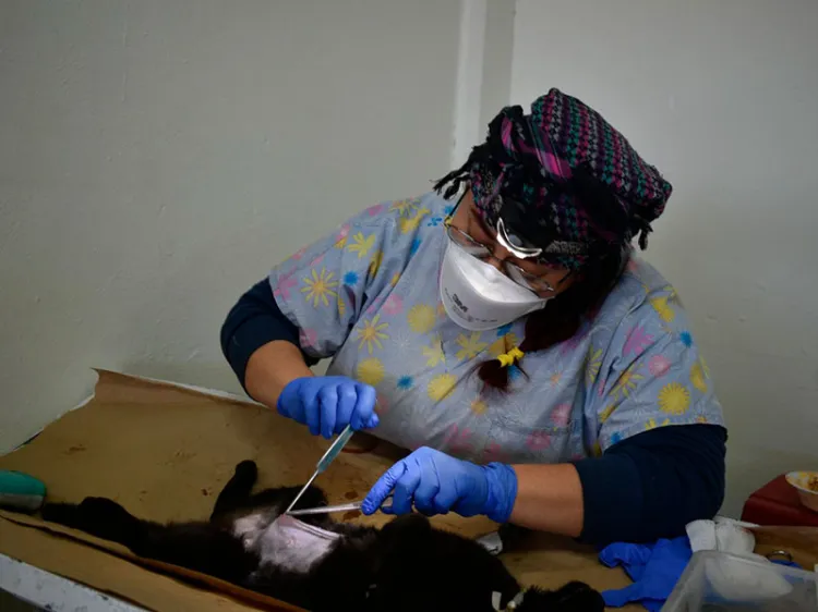 Inhiben problemas de salud con esterilización de mascotas