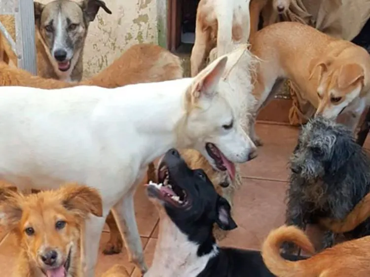 Buscan apoyos para perros rescatados