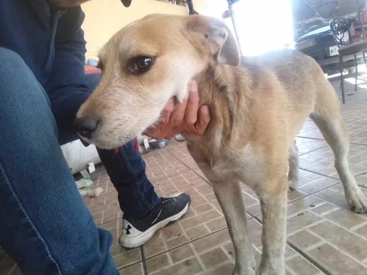 Cumple APA su propósito