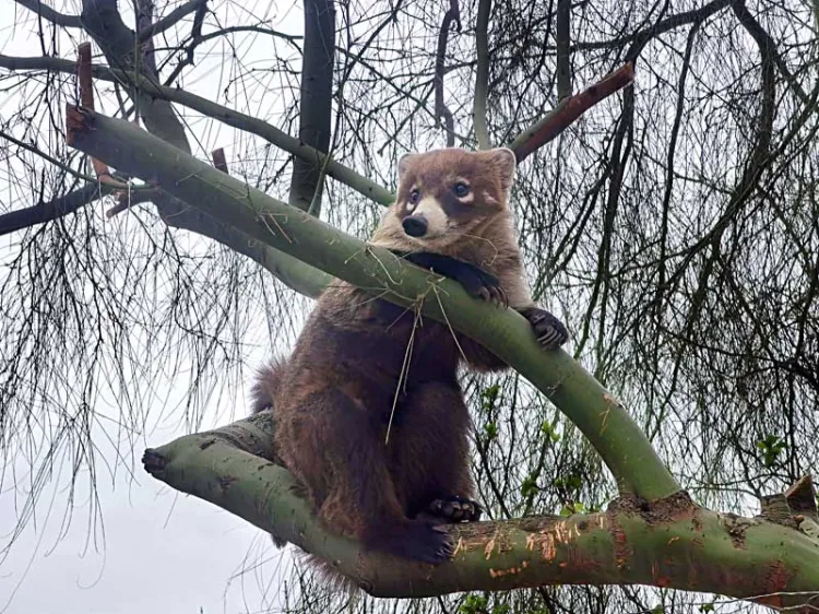 Rescatan a tejón en colonia Buenos Aires