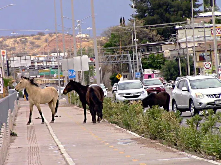 Peligro latente de caballos en periférico Colosio