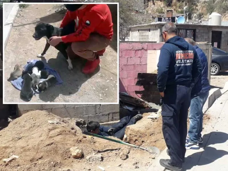 Rescatan bomberos a cachorrito atrapado en tubería de drenaje