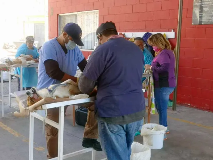 Tiene éxito jornada de esterilización en esta frontera