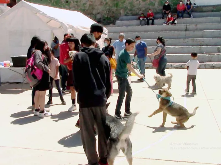 Existosa jornada de esterilización en Villa Sonora