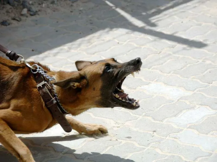 Ataca perro a mujer y la muerde